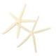 thumbnail image 1 of KAKOWELY 2 piezas de estrellas de mar naturales para decoración, accesorio creativo para boda, decoración artesanal de estrellas de mar, 1 of 5
