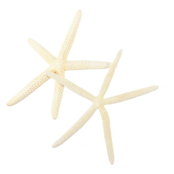 2pcs Natural Sea Stars Decor Creative Wedding Sea Star Prop Sea Star Craft Decor