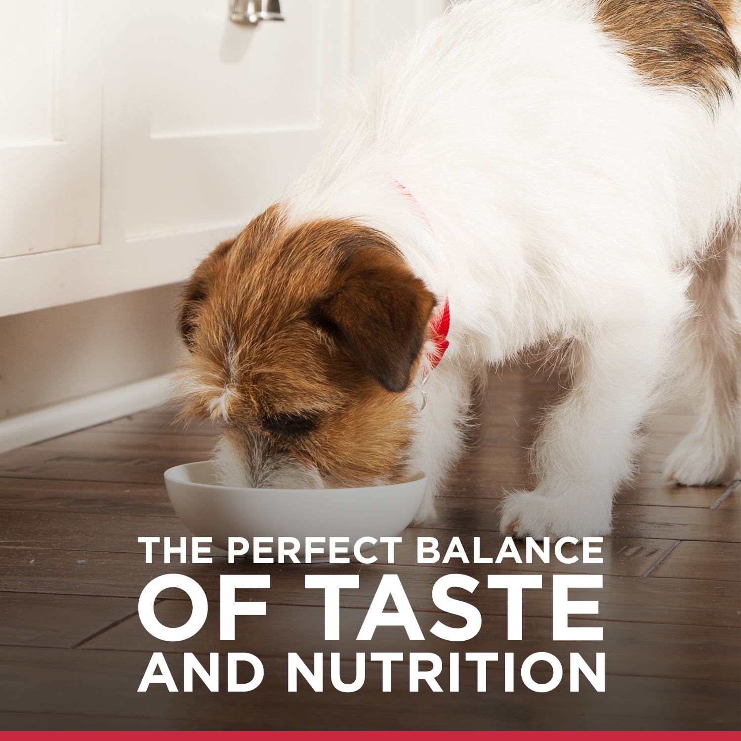 Hill's Science Diet Adult Canned Dog Food, Chicken & Beef Entrée, 13 oz, 12 Pack wet dog food