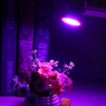 thumbnail image 1 of 220V E27 2835 SMD Rojo + Azul LED Bombilla de crecimiento Lámpara de crecimiento de plantas de interior (B) Ndcxsfigh Nuevos Originales, 1 of 6