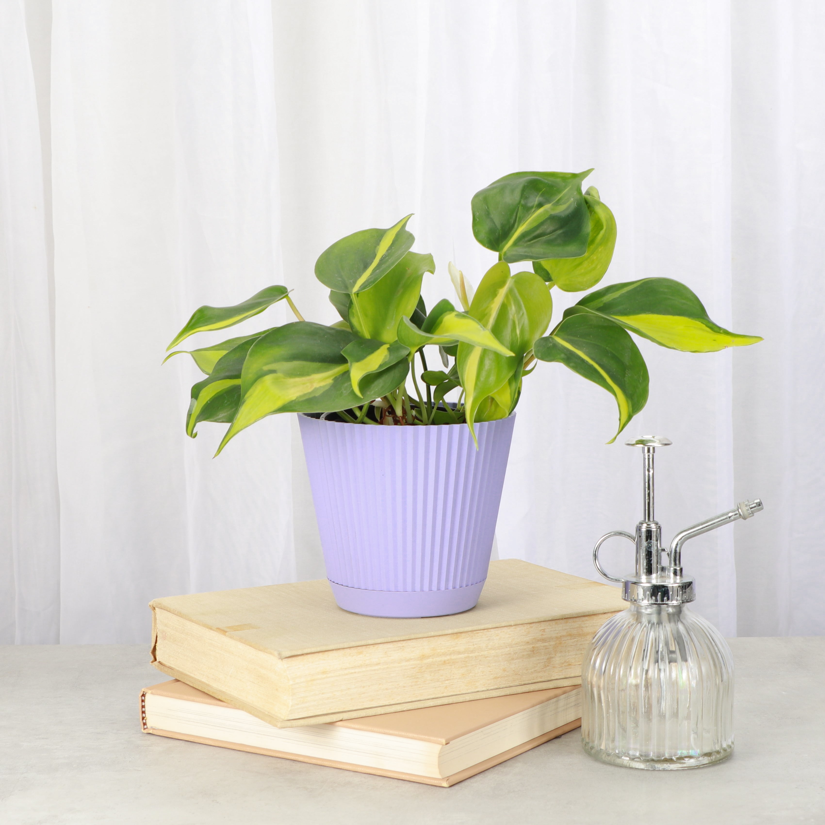 Live Brazil Philodendron Plant - Fast Growing - 4" Decorative Pot Cover - Thorsen's Greenhouse