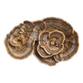 thumbnail image 4 of Cola de Pavo Adaptógeno Commons 120 cápsulas, 4 of 4