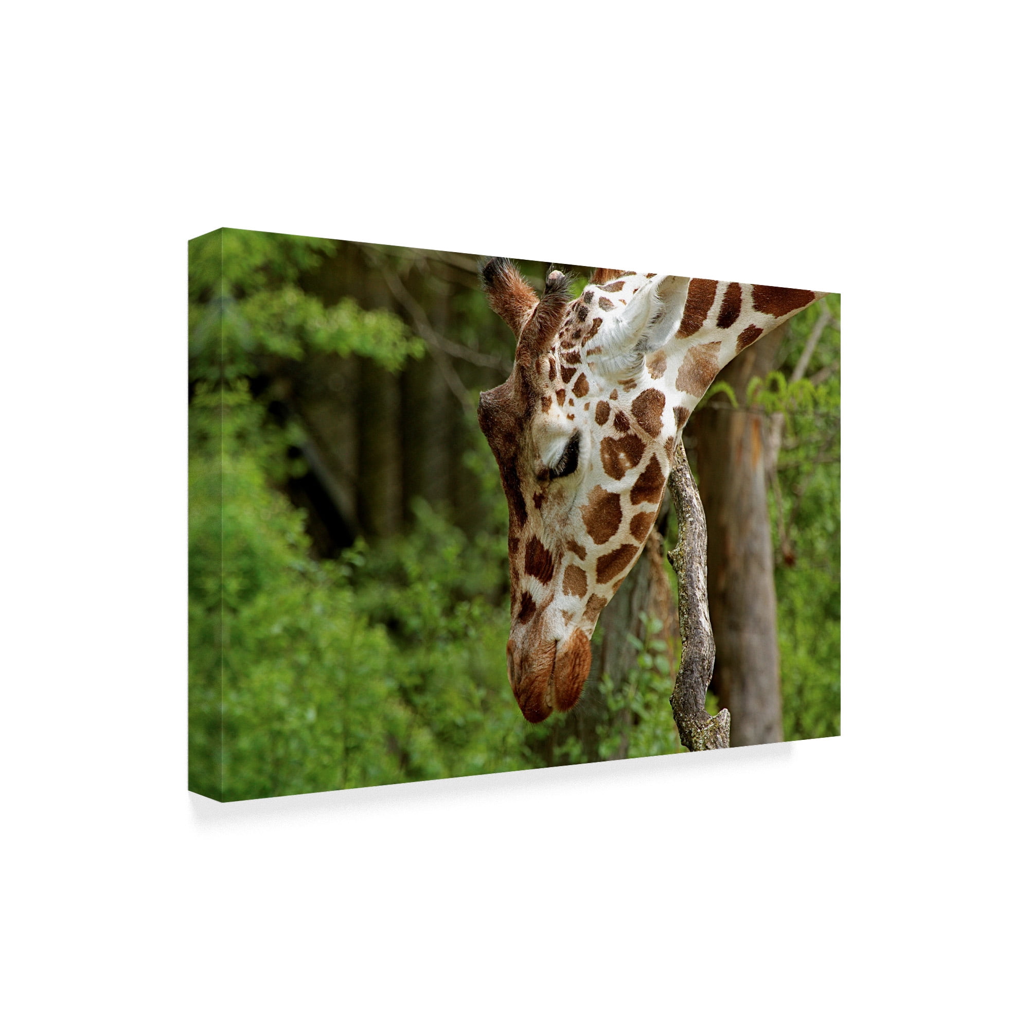 Trademark Fine Art 'Giraffe 2' Canvas Art by Galloimages Online