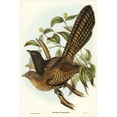 thumbnail image 2 of Gould, John 17x24 Black Modern Framed Museum Art Print Titled - Pheasant Cuckoo-Centropus Phasianus, 2 of 4