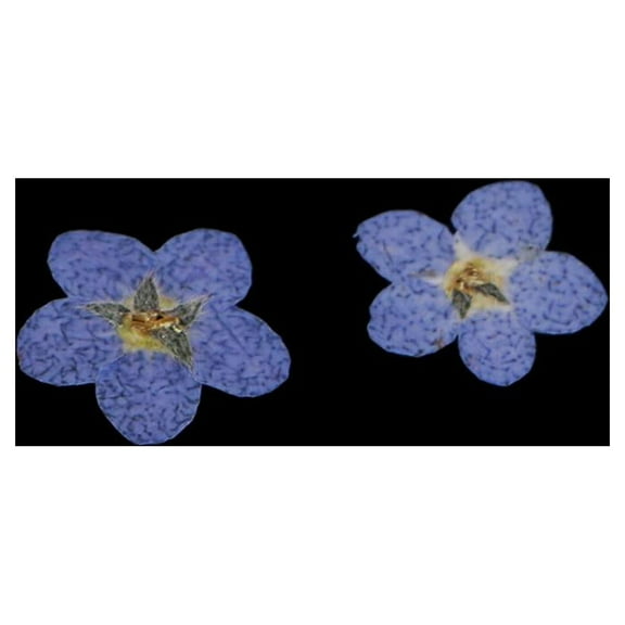.5-1 cm/ 0.2-0.39 Real Flowers Pressed Dried Flowers for DIY Jewelry Making