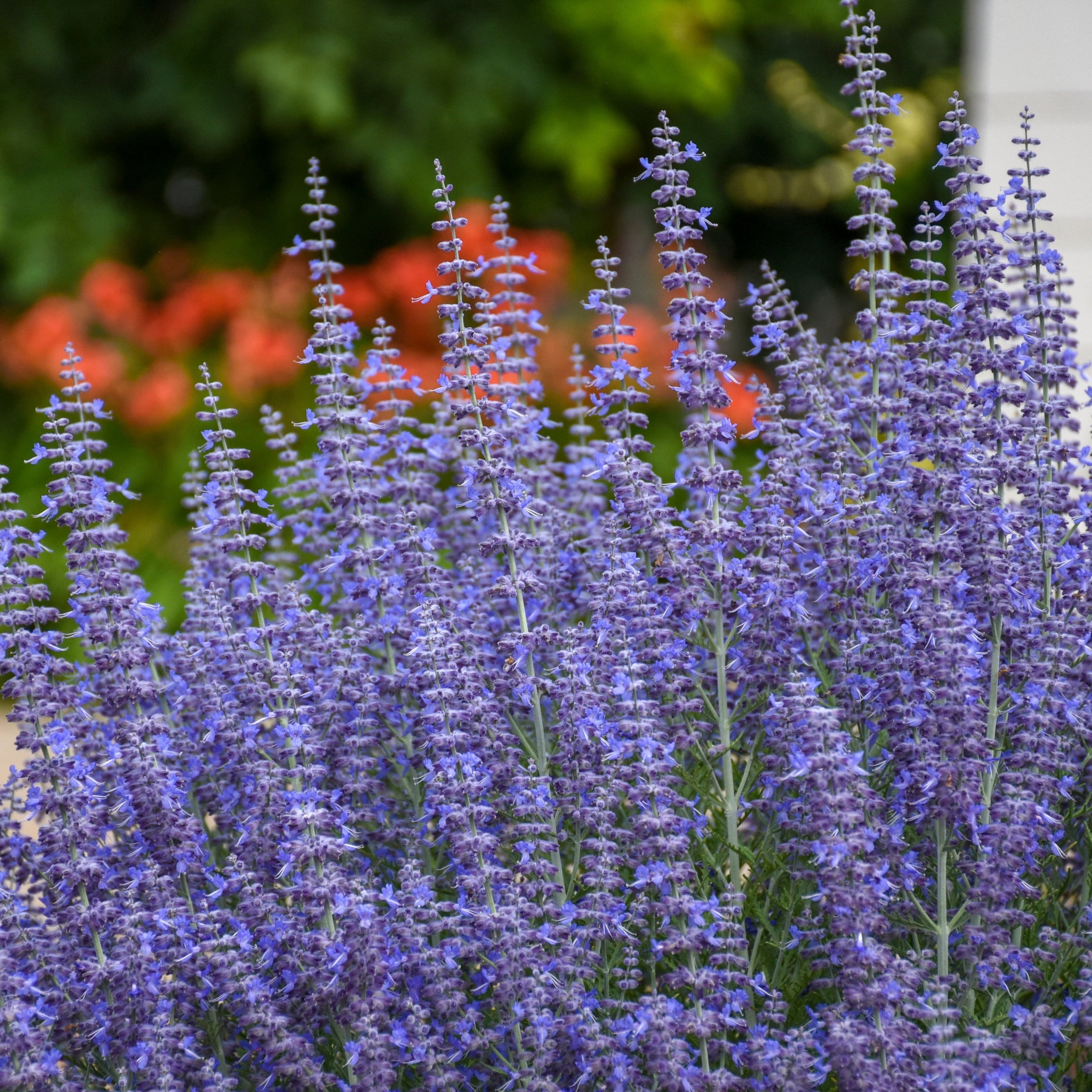 Proven Winners 6" Blue 'Denim 'n Lace' Russian Sage Live Plant in 6.5" Pot