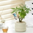 thumbnail image 5 of Insert de Pot en Acrylique Décoration, 5 of 5