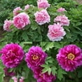 thumbnail image 5 of The Queen Of Flowers—Double Petaled Piani, Lightenous Peonies Flower, 30/50/100/200/500pcs Mixed Color All Seasons(200PCS), 5 of 8