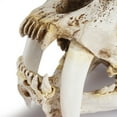 thumbnail image 5 of Resin Skull Skeleton Head Smilodon Saber Tooth Tiger Teaching Prop, 5 of 9