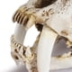thumbnail image 2 of Ounissouiy Resina cráneo decoración esqueleto cabeza Smilodon diente de sable tigre cráneos modelo hogar Bar escritorio accesorios decorativos Decoración, 2 of 6