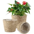 thumbnail image 1 of Plantas en maceta - 1 color primario, pequeñas, medianas y grandes Ofspeizc WMZL-1724, 1 of 9