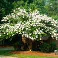 thumbnail image 5 of White Crape Myrtle Tree, Hardy Flowering Ornamental, 5 of 6