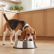 Vibrant Life Large 8.4-Cup Stainless Steel Pet Bowl, Silver