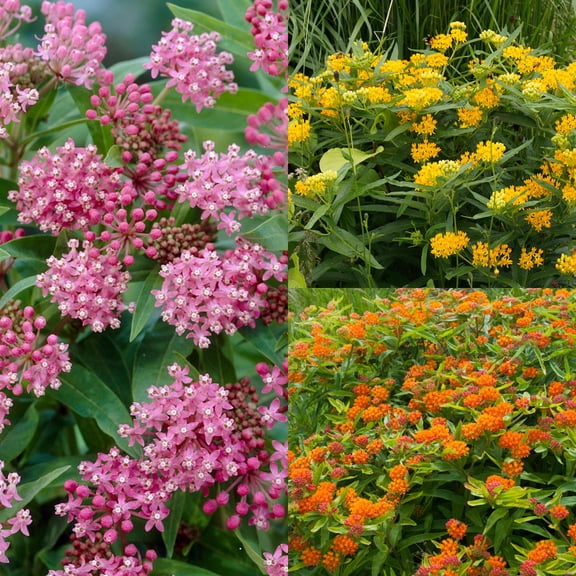 Van Zyverden Asclepias Save the Monarchs Oasis Set of 11 Plant Roots Multicolor Full Sun Perennial Pollinator 4 lbs