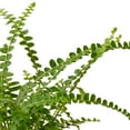 thumbnail image 4 of Lemon Button Fern Live Plant for Indoor | Different Houseplants in 4'' & 6'' Pot | Real House Plant for Living Room, Office, Desk & Bathroom | Duffii Nephrolepis cordifolia, 4 of 7