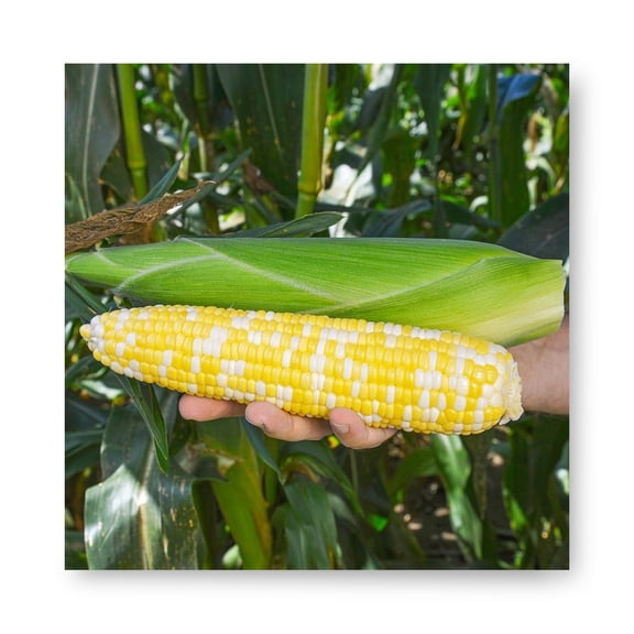 Harris Seeds Montauk F1 Sweet Corn, Bicolor 8 Inch Ears for Garden and Field, 1,000 Count