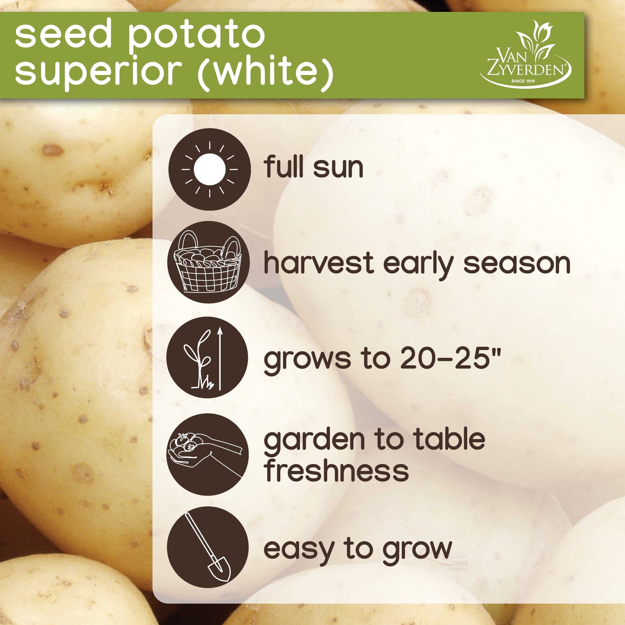 Expert Gardener White Superior Seed Potatoes, Set of 5 Dormant Tubers, Full Sun, Annual