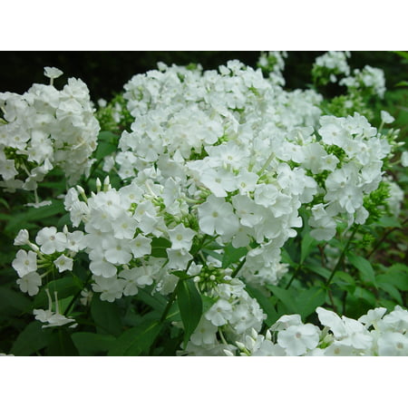 David Hardy Tall Phlox- White-Perennial of the Year 2002- Live Plant- Gallon (Best Phlox For Shade)
