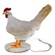 thumbnail image 1 of Creative Resin Crafts Simulation White Rooster Egg Night Light Funny Desktop Ornaments Bedroom Living Room Desk Lamp Decoration, 1 of 4