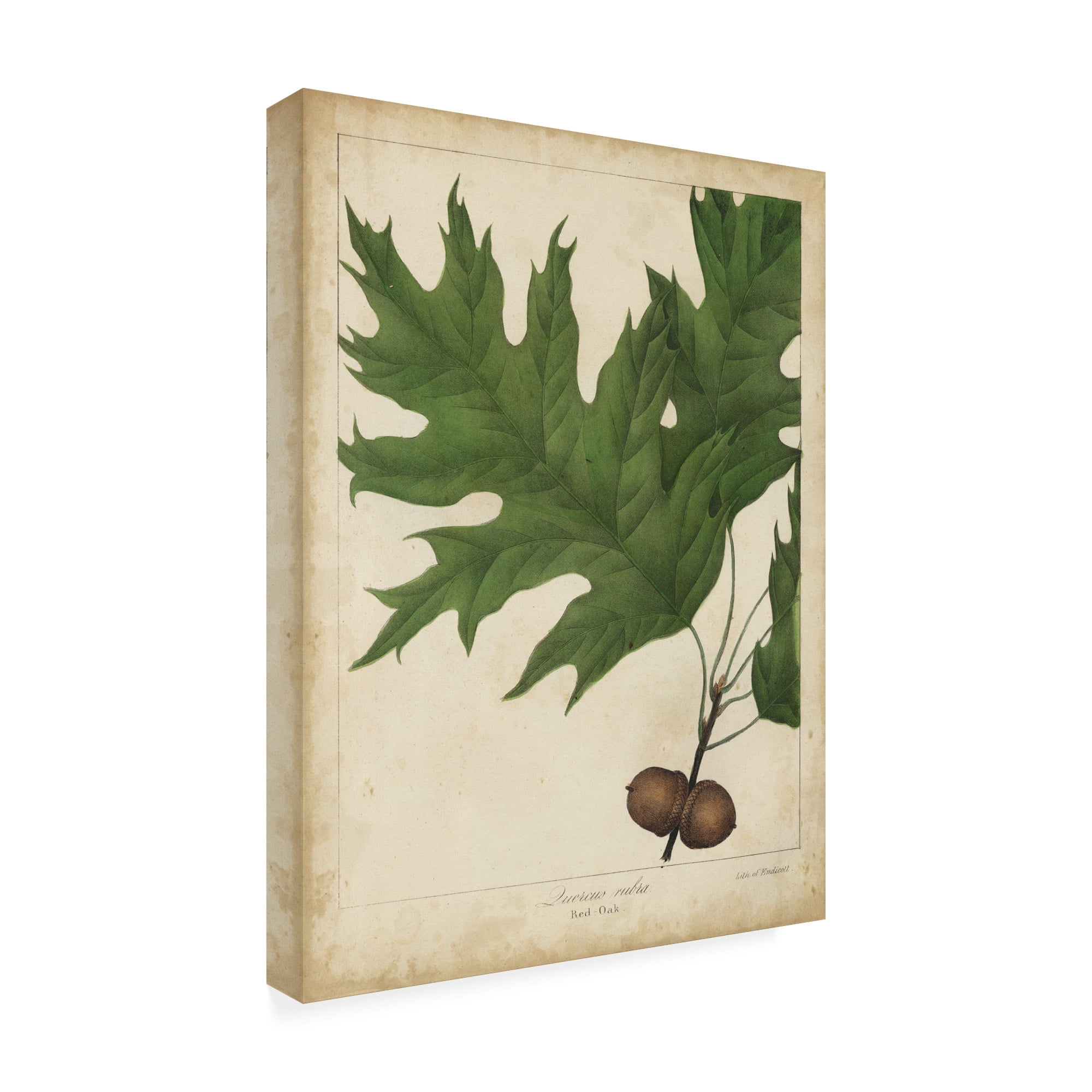 Trademark Fine Art 'Oak Leaves And Acorns II' Canvas Art by John Torrey