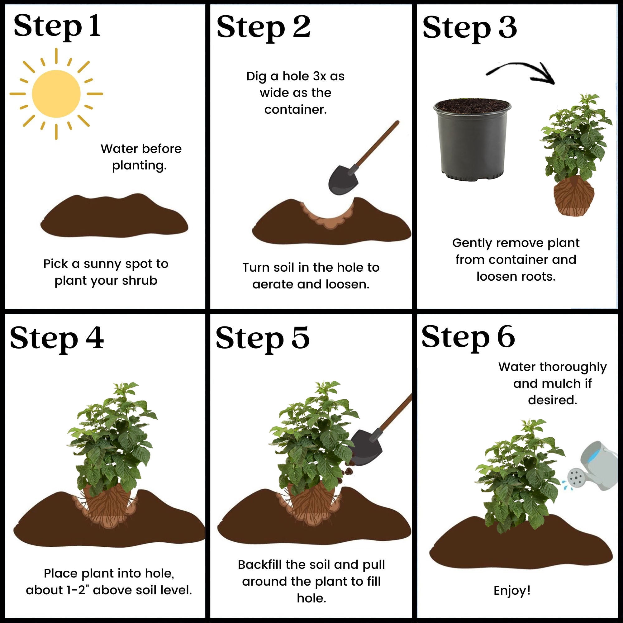 Expert Gardener Nantahala Raspberry Live Shrub, 1 gal