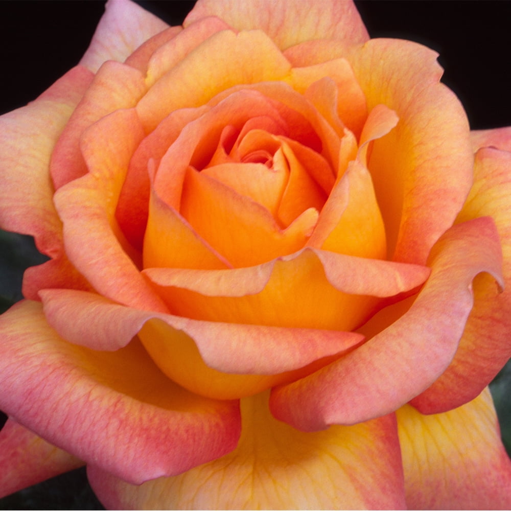 Heirloom Roses Rose Bush - Glowing Peace™ Grandiflora , Live Rose Plant