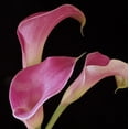 thumbnail image 2 of Burkhart, Monika 15x15 Black Ornate Wood Framed with Double Matting Museum Art Print Titled - Pink Calla Lilies II, 2 of 4