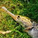 thumbnail image 3 of 5 uds 10cm 6g Bionic Loach señuelos de pesca Artificial Crankbait Swimbait cebos blandos Hugtrwg Para estrenar, 3 of 7
