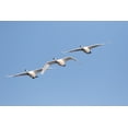 thumbnail image 2 of Day, Richard and Susan 32x23 Gold Ornate Wood Framed with Double Matting Museum Art Print Titled - Trumpeter Swans-Cygnus buccinator-in flight Riverlands Migratory Bird Sanctuary-West Alton-Missouri, 2 of 4