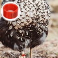 thumbnail image 1 of Greenadscape 100Ud De Identificación Para Pollos Rojas Reutilizables De Plástico Premium, 1 of 6