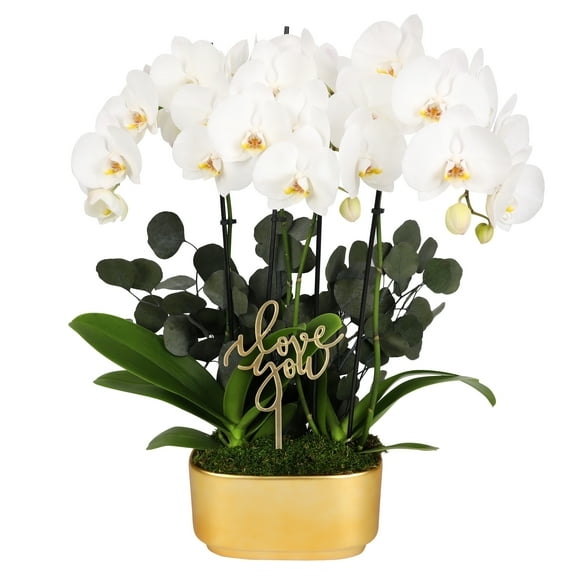 White & Yellow Orchid Duo in Luxurious #10 Gold Jan Ceramic with Preserved Eucalyptus & ‘I Love You’ Pick
