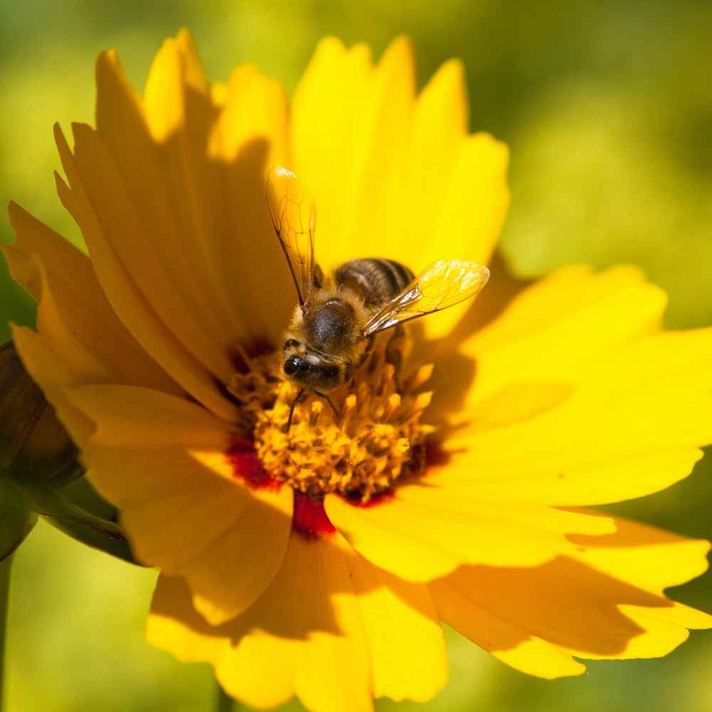 Outsidepride Lance-leaved Coreopsis Seed - 1 LB