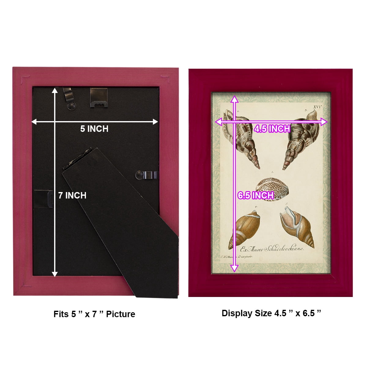 Bookplate Shells VIII - Framed Print w/glass - Cherry Red