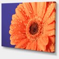 thumbnail image 2 of Orange Daisy On Purple Background - Floral Canvas Art Print, 2 of 4