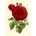 thumbnail image 3 of Van Houtte 14x18 Black Modern Framed Museum Art Print Titled - Magnificent Rose I, 3 of 5