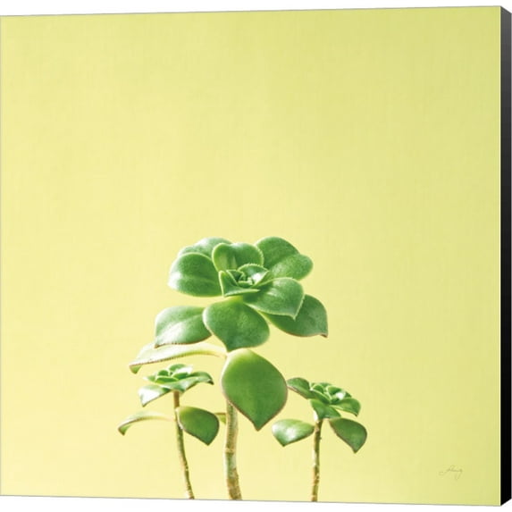 Succulent Simplicity IX by Felicity Bradley, Canvas Wall Art