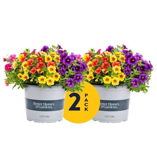 Better Homes & Gardens 3QT Multicolor Hawaiian Kalani Mix Live Plants