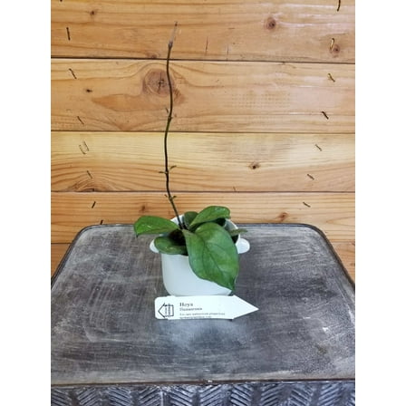Hoya Hainanensis, 2" Plant, The Plant Farm