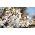 thumbnail image 6 of Weeping Yoshino Cherry Tree – Graceful Cascading Branches, Soft Pink Spring Blossoms, Ornamental Flowering Tree, Zones 5–8, 6 of 6
