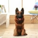 thumbnail image 5 of Almohadas Decorativas para Terraza Al Aire Libre onlyliua Temática de Perros 19,68 X 7,8 Pulgadas, 5 of 6
