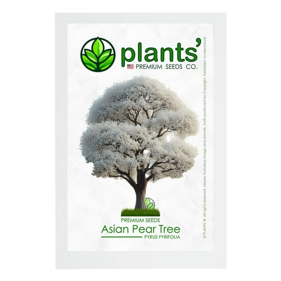 Asian Pear Tree | Premium Seeds | Pyrus pyrifolia 'Spring' | Plants'® (Premium Seeds, 5)