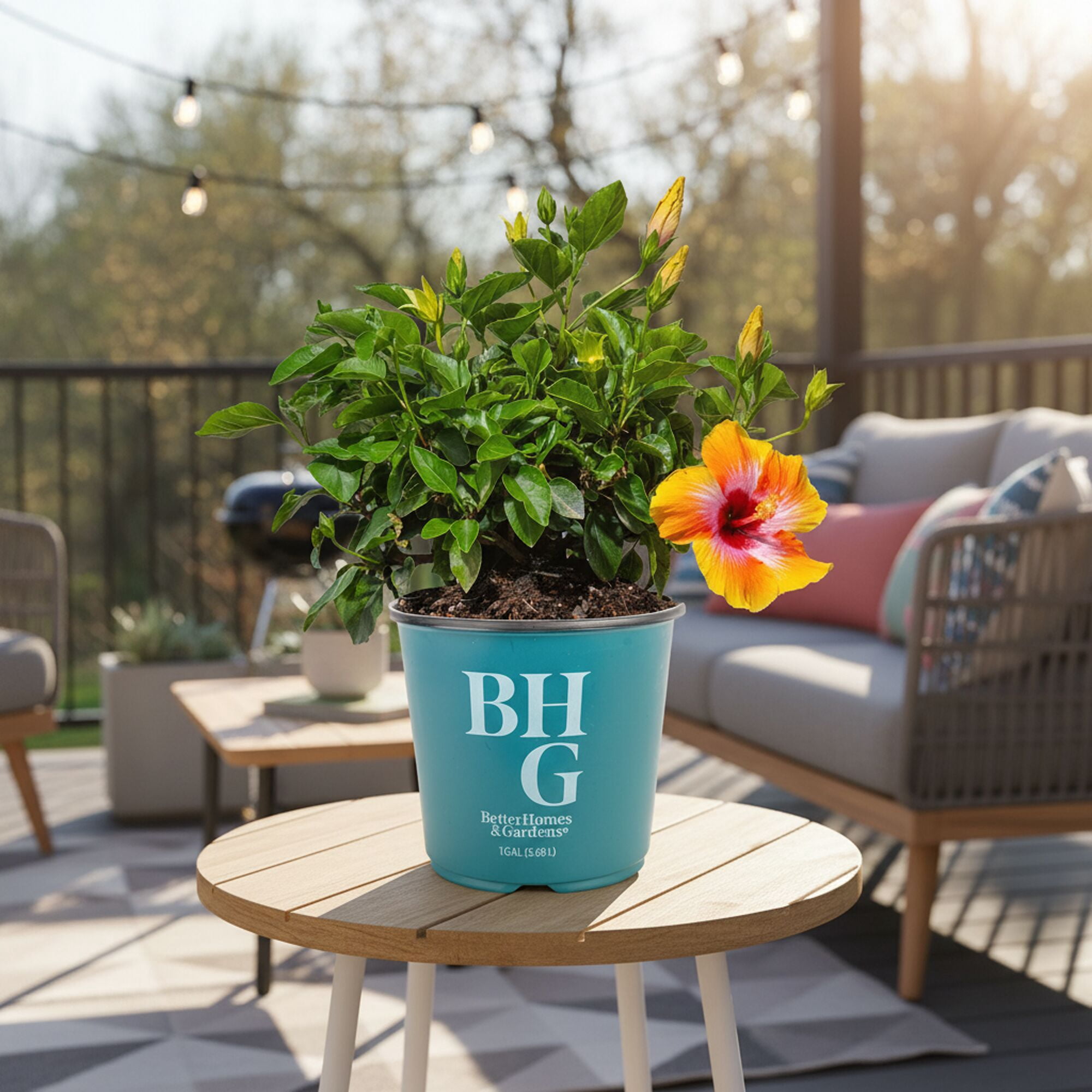 BH&G 22" Hibiscus Fiesta Live Outdoor Plant in 1.5Gal Grower Pot
