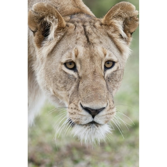 Posterazzi DPI1865786LARGE Lioness Poster Print, 24 x 36