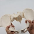 thumbnail image 2 of 1:1 Female Pelvis Model,Life Size Female Pelvic Skeleton Model, Anatomy Model for Science Education, 2 of 5