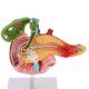thumbnail image 4 of Modelo de Disección de Órganos Patológicos de Tamaño Natural Herramienta para Exhibición Escolar Sunnimix Estatua del duodeno humano, 4 of 8
