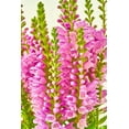 thumbnail image 2 of 50 PINK Showy OBEDIENT PLANT (False Dragon Head) Physostegia Virginiana Flower Seeds, 2 of 9