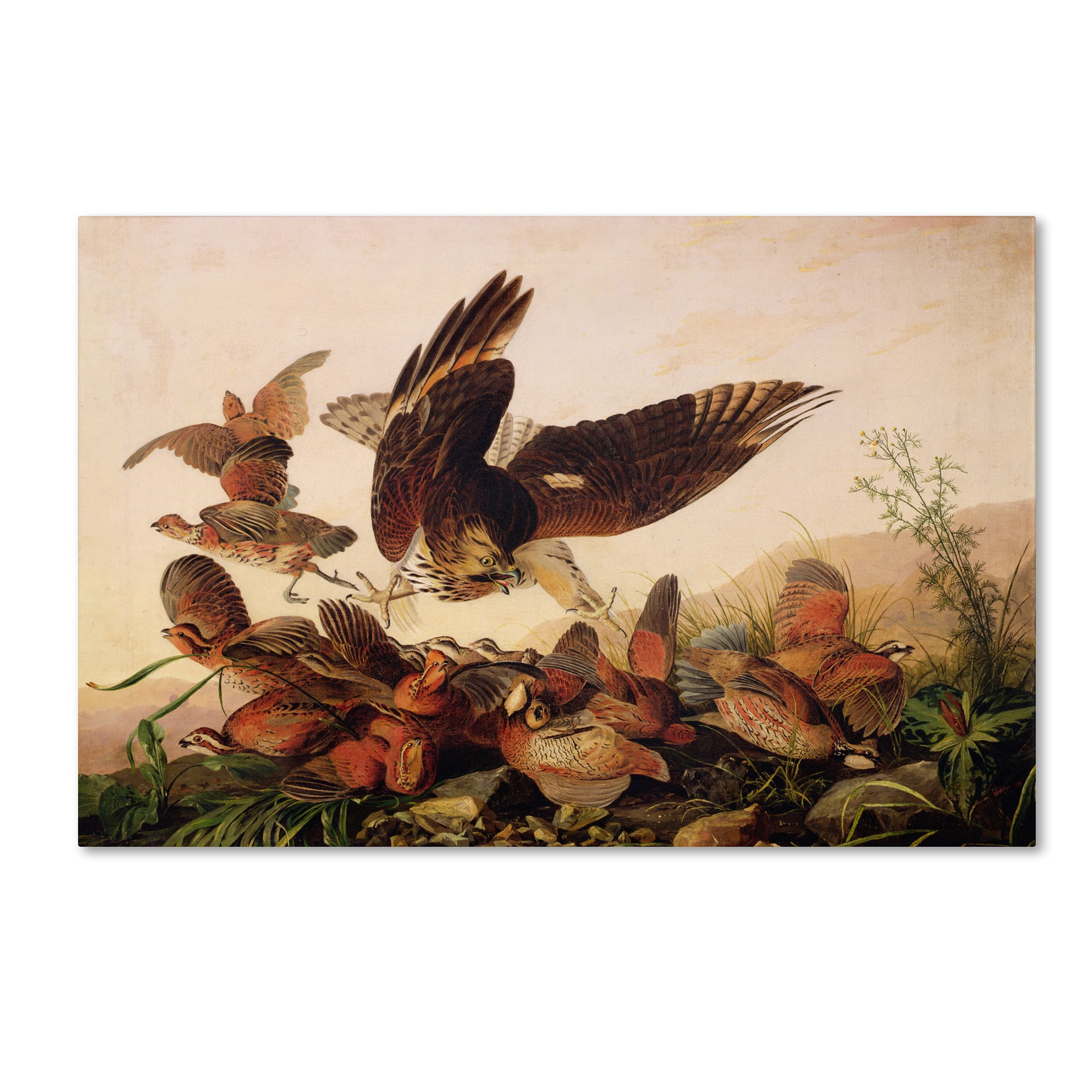 Trademark Fine Art "Red-Shouldered Hawk" Canvas Art by John James Audubon