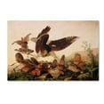 thumbnail image 2 of Trademark Fine Art "Red-Shouldered Hawk" Canvas Art by John James Audubon, 2 of 4