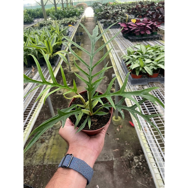 Philodendron 'Tortum' - Live Air-Purifying Indoor Plant in Nursery Pot   Easy Care, Low Maintenance Houseplant for Home & Office Decor, Natural Air  Cleaner, Best for Beginners (2"Pot) - Walmart.com