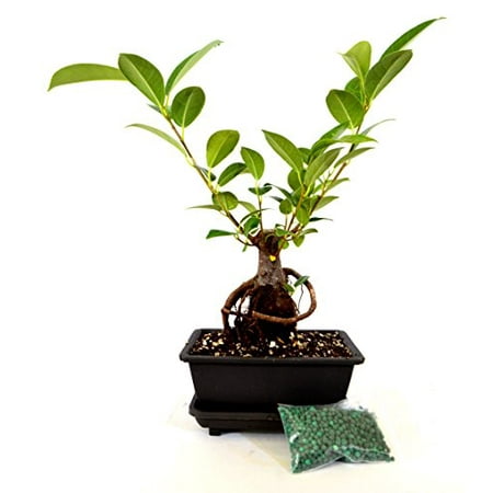 9GreenBox - Live Ginseng Ficus Bonsai Tree Bonsai - Small Ficus Retusa - Water Tray & Fertilizer